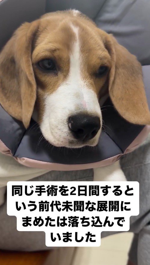 悲しそうな顔で遠くを見つめる子犬