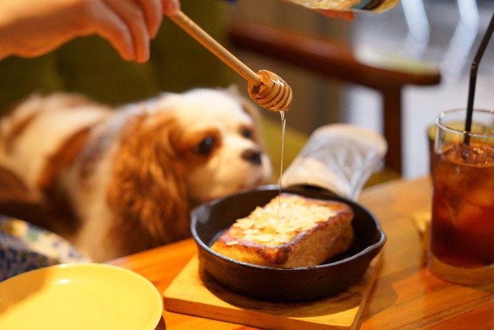 食事をする飼い主の隣にいる犬