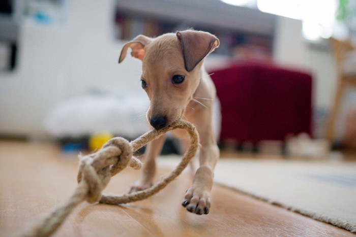 靴下をくわえる犬