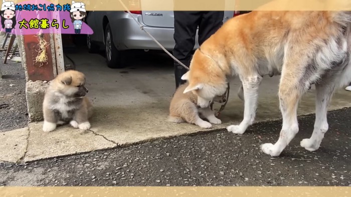 仔犬とお世話をする母犬