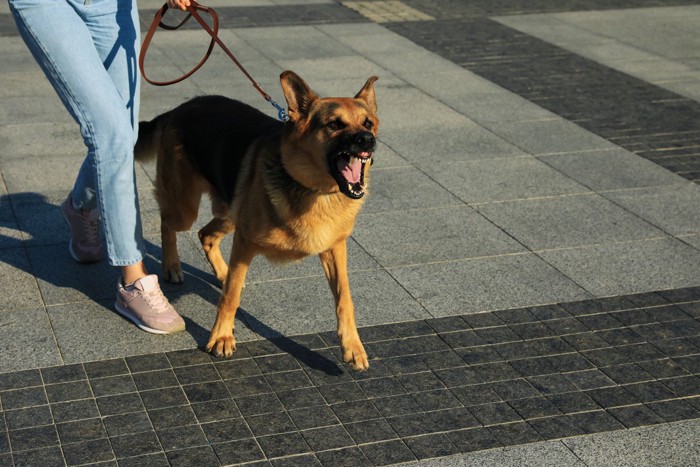 威嚇する犬