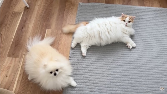 飼い主さんとポテチくん＆レモンさんの再会