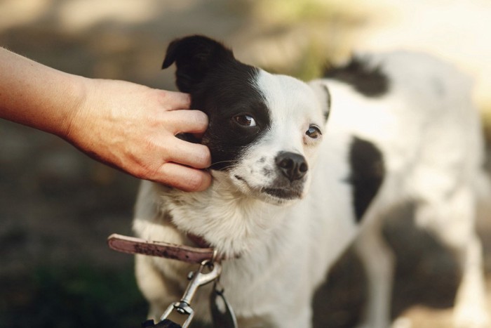 顔を撫でる手を避ける犬