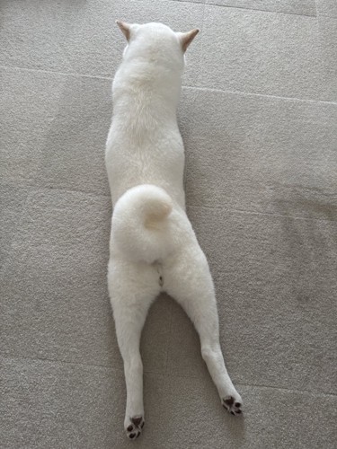 まさかの復活