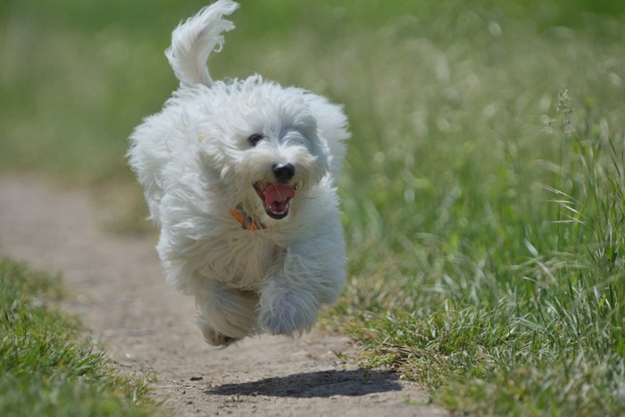 楽しそうな白い犬外