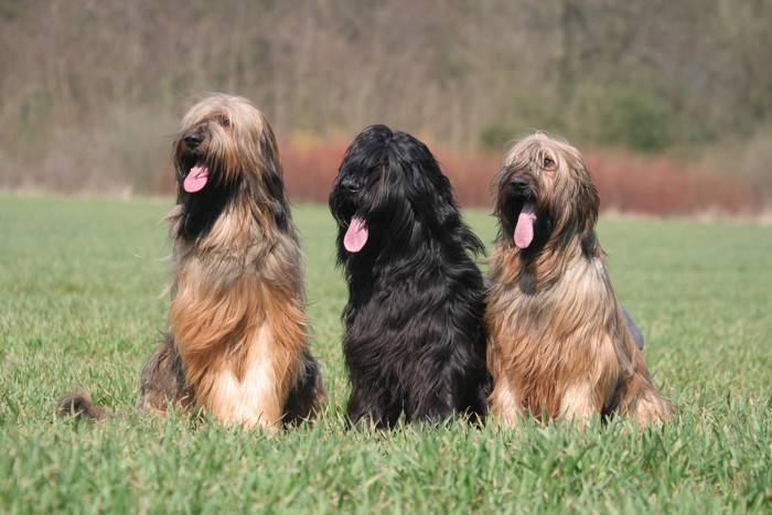 芝生に並んで座る3頭のブリアード