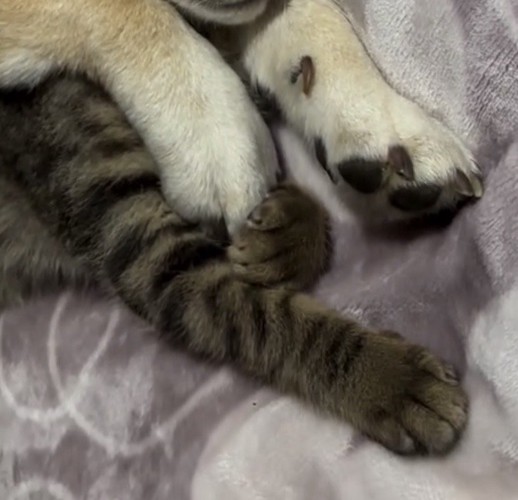 前脚が触れ合う犬と猫