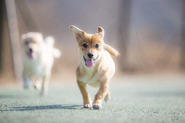 こちらに走って来る二頭の子犬