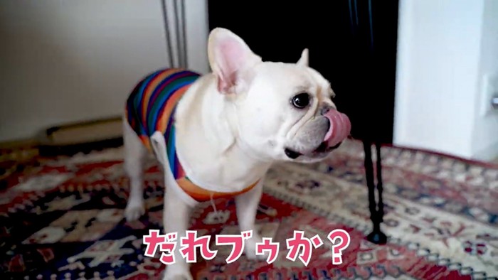 舌を出す犬