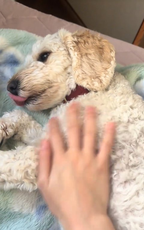 撫でてもらっている犬