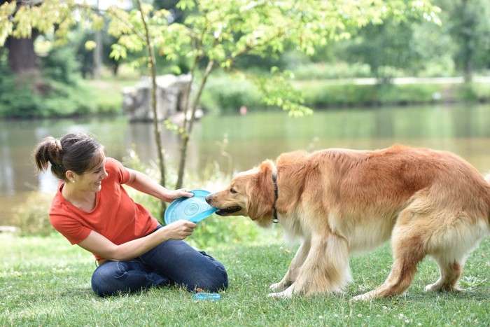 フリスビーで遊ぶ犬と女性