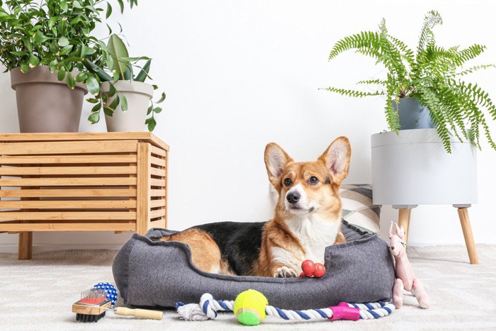 おもちゃに囲まれている犬