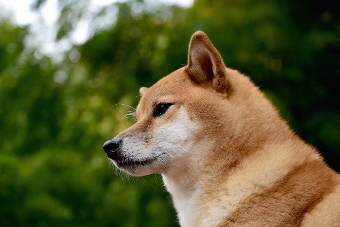 遠くを見つめる犬の横顔