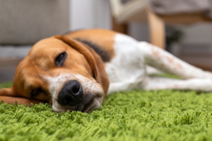 カーペットの上で横になる犬