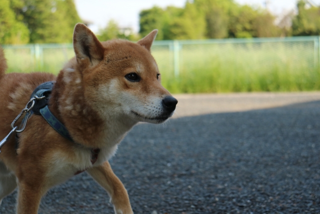 日陰 繋がれた柴犬 横向き アスファルト