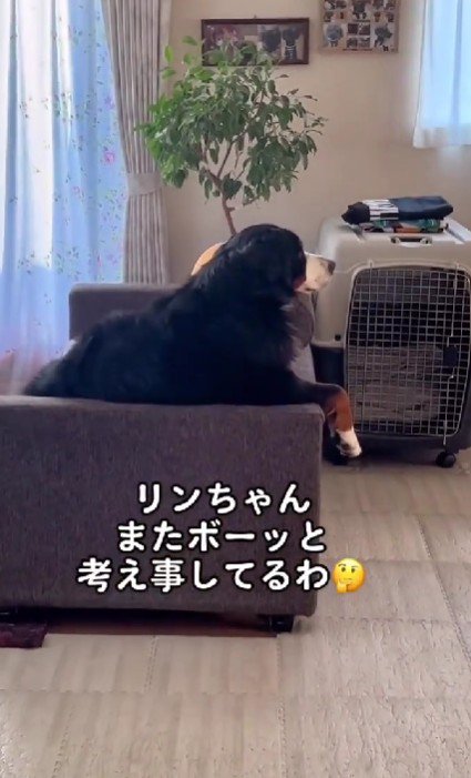 ぼーっと寛ぐリンちゃん