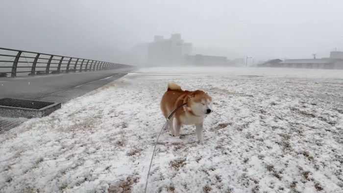 見事なまんまる顔に！