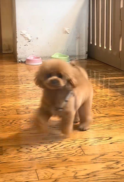 飼い主さんのもとへダッシュ♪
