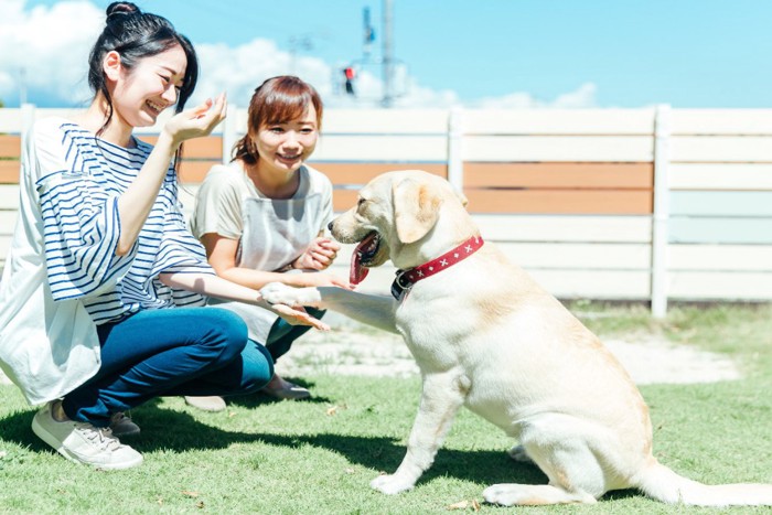 お手をする犬