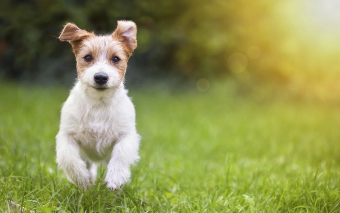 芝生を走る子犬