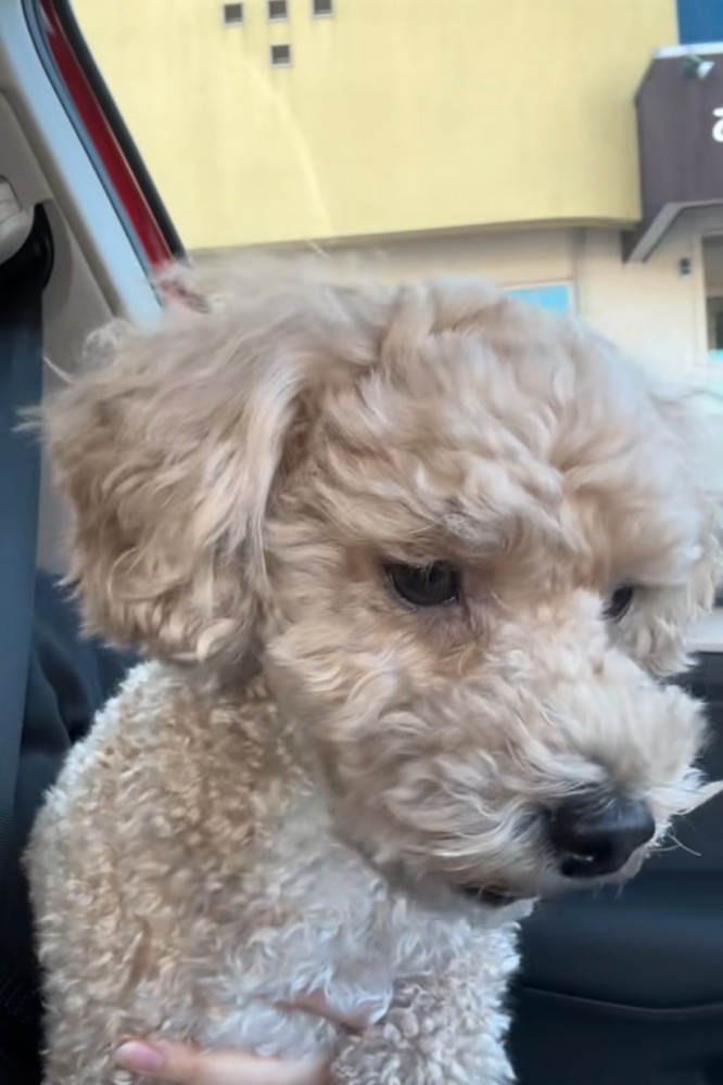 唇を震わせる犬