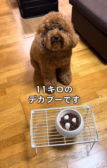 トイプードルのいっきゅうくん