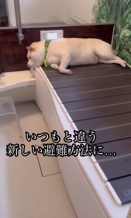 蓋の上にいる！！