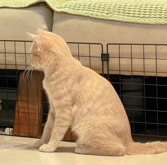 見つめる猫ちゃん