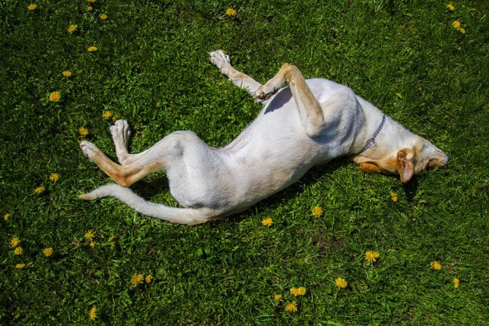 たんぽぽにこすりつける犬