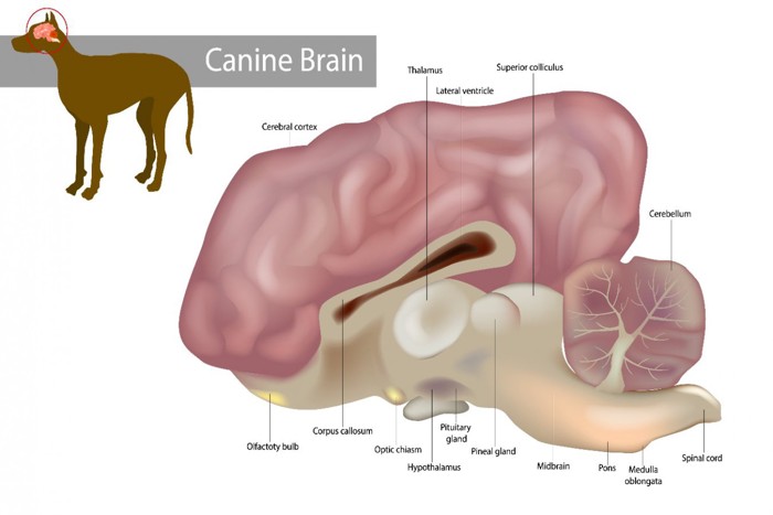 犬の脳のイラスト