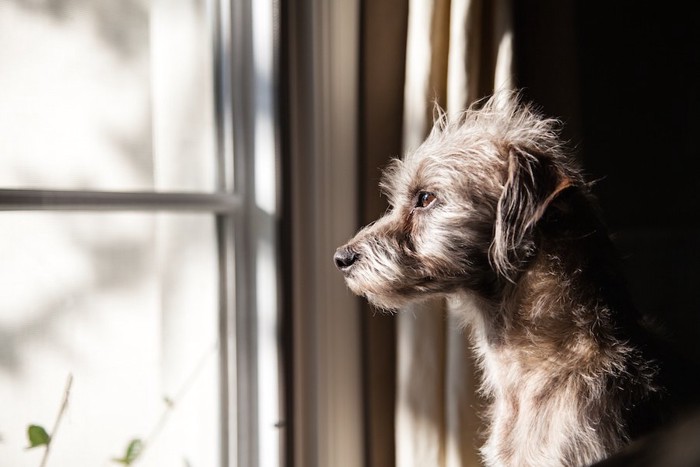 窓の向こうを見つめる犬