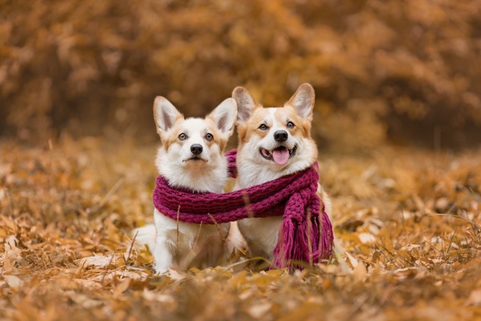 1つのマフラーに巻かれた2頭の犬