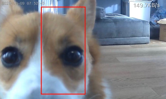 お留守番中のポムちゃん4