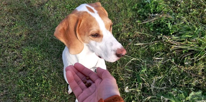 手のご飯を嫌がる犬