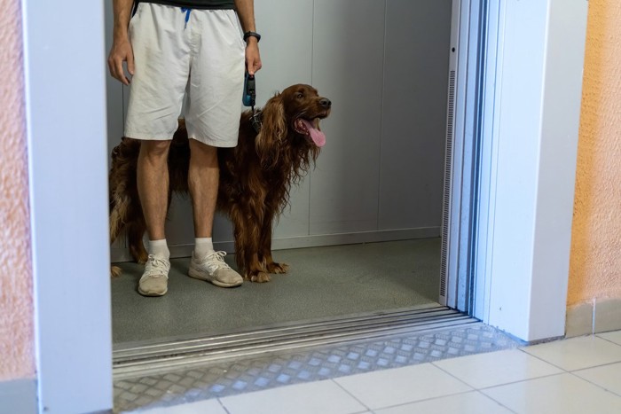 エレベーターに乗る犬