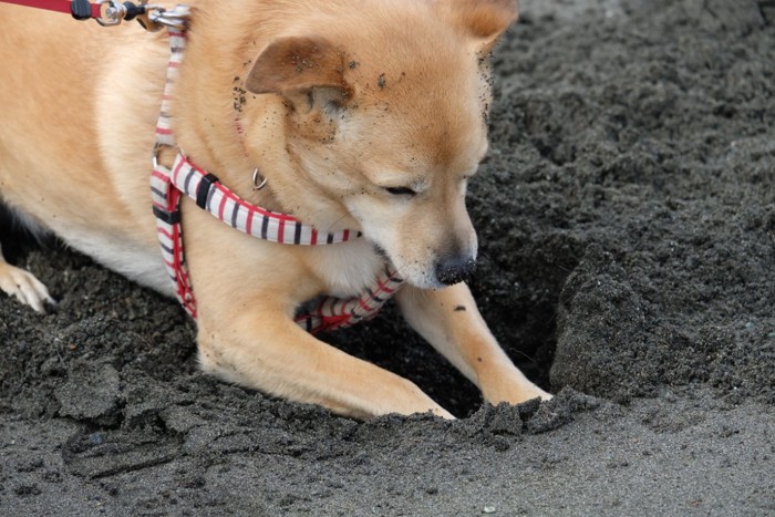 土を一生懸命掘る犬