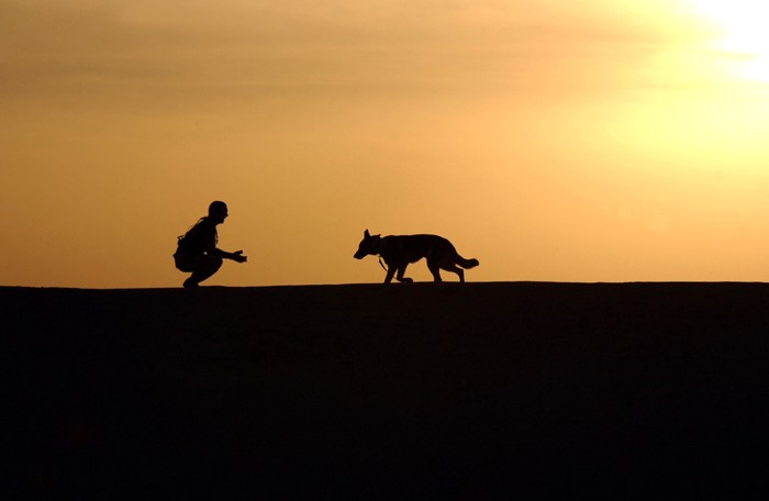 夕焼けバックの人と犬