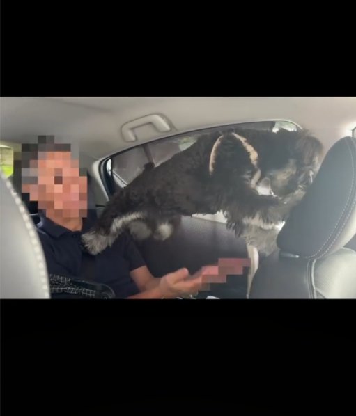 バランスを崩す犬1