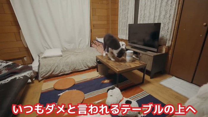 テーブルに乗る子犬