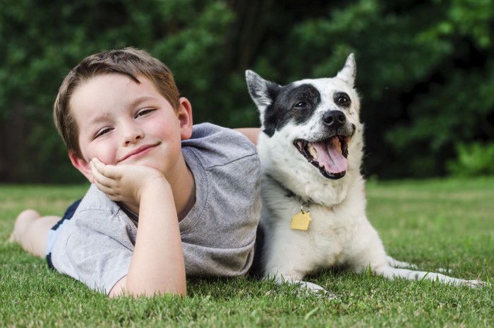 53363443  迷子札をつけている犬と少年