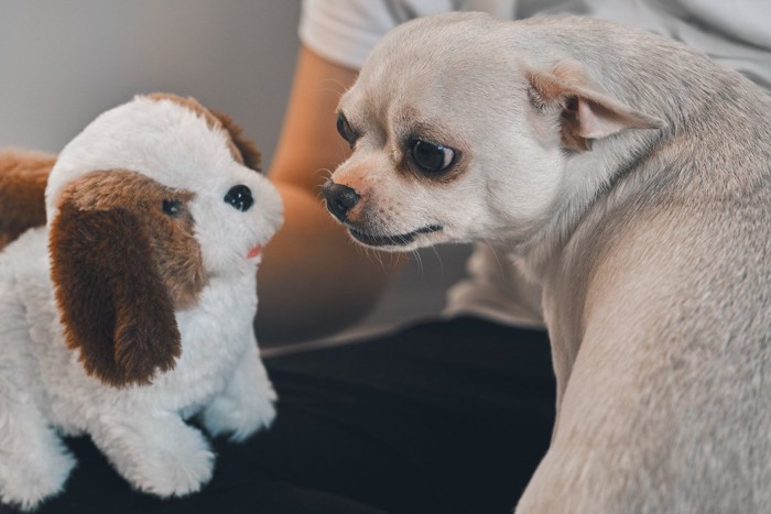 ぬいぐるみにうなる犬