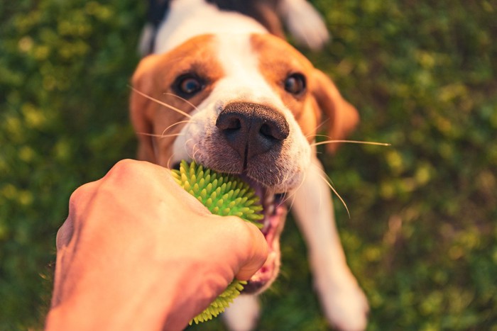 おもちゃをくわえる犬