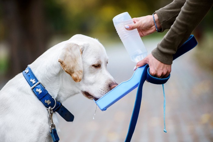 散歩中の水分補給