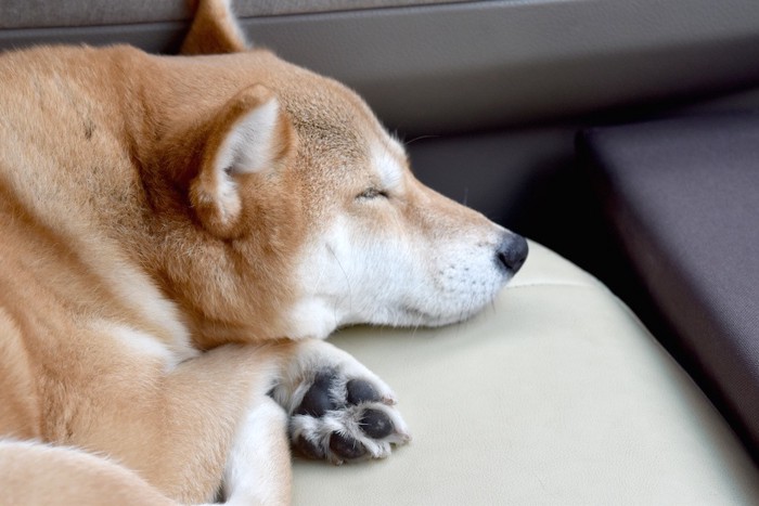 肉球を見せて眠る柴犬