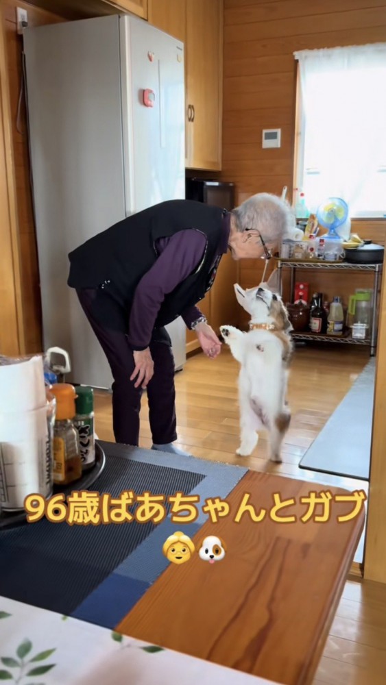 二足歩行で歩く犬