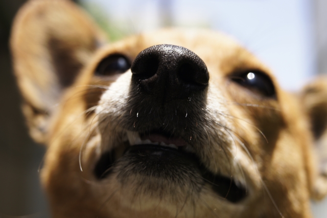 dog_nose2