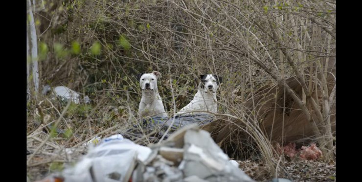 成犬2頭