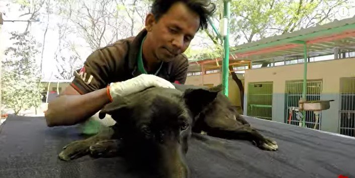 犬を診察