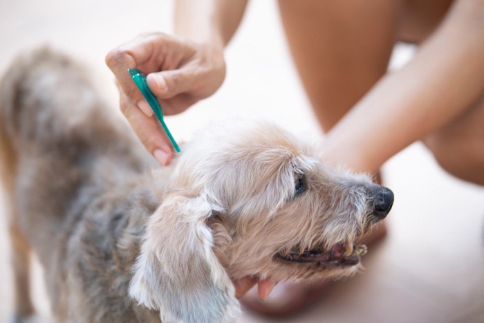 薬をつけられている犬