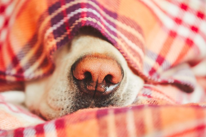 毛布にくるまっている犬